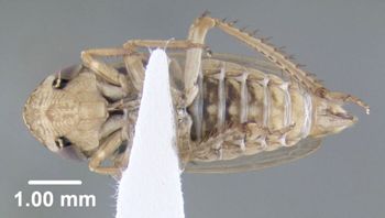 Media type: image;   Entomology 618457 Aspect: habitus ventral view